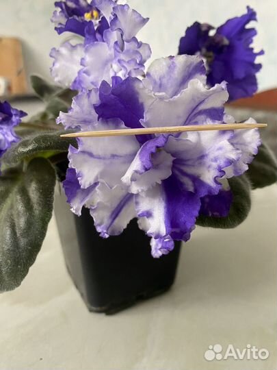 Сортовые фиалки