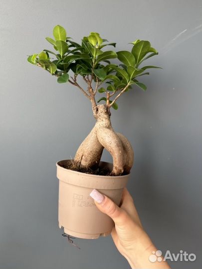 Фикус микрокарпа гинсенг