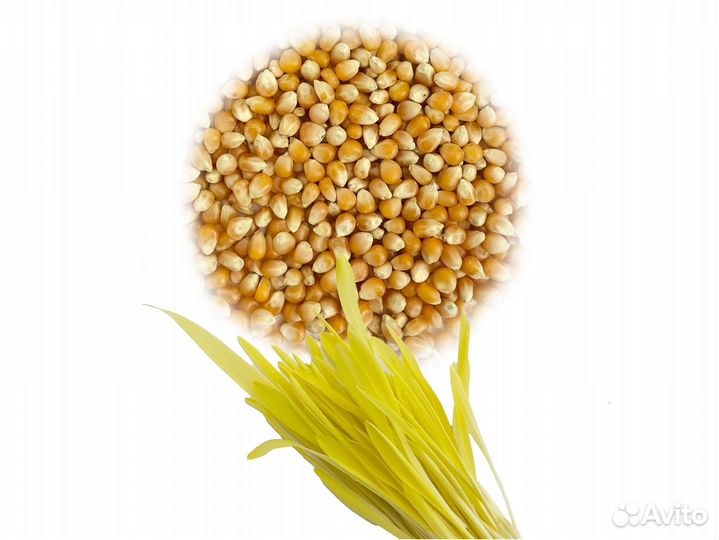 Семена Микрозелень от 50 грамм арт.F084