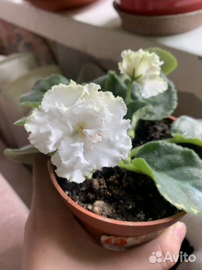 Фиалка сортавая