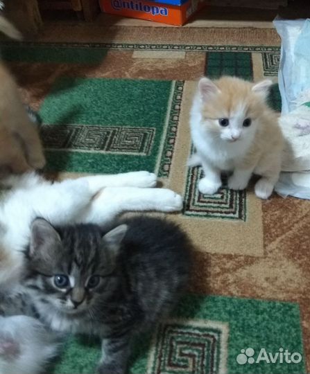 Котята