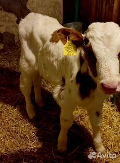 Отборные телята, бычки