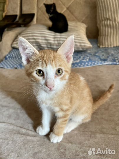 Котята в добрые руки бесплатно