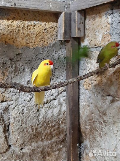 Попугай какарик