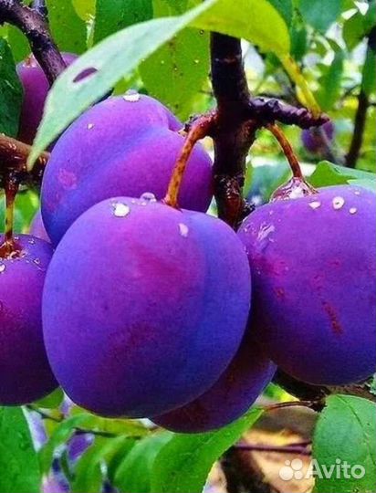 Саженцы Грецкого Ореха,Сливы,Вишни,Д.Винограда,Обл