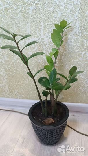 Замиокулькас