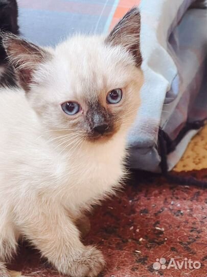Котята сиамские