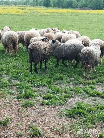 Куйлар бор (бараны)