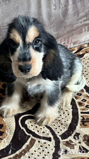 Английский Кокер спаниель