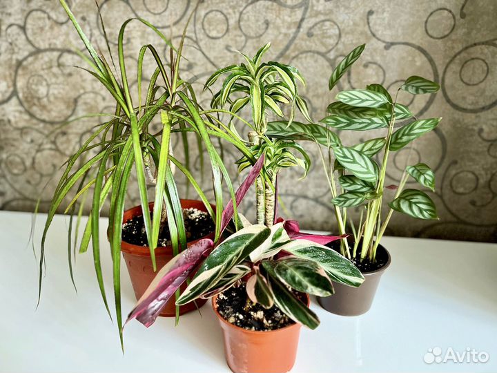 Комнатные растения строманта, ктенанта, драцена
