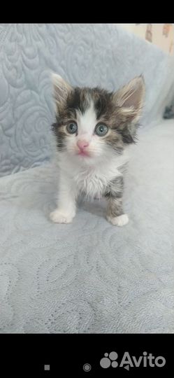 Отдадим котят в добрые руки