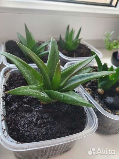 Суккуленты