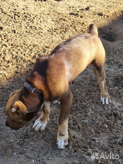 Алабай щенок