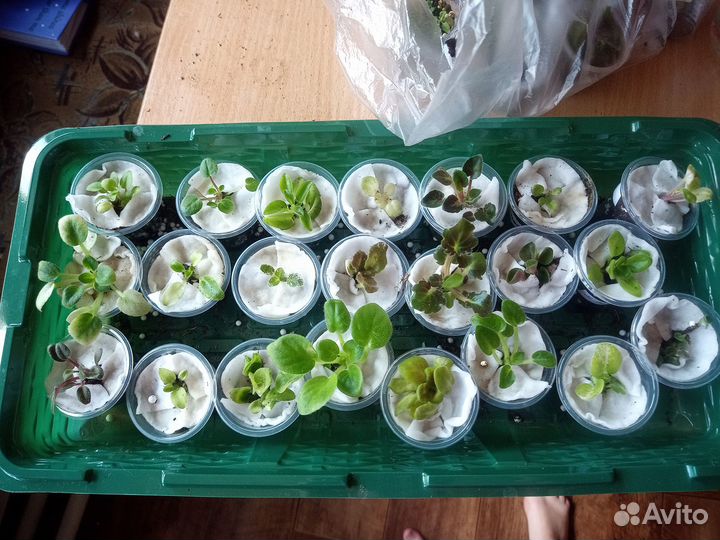 Фиалки детки