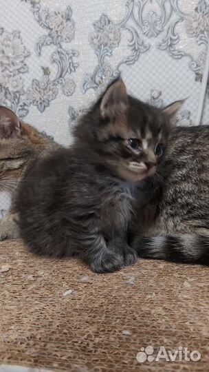 Котенок, котик