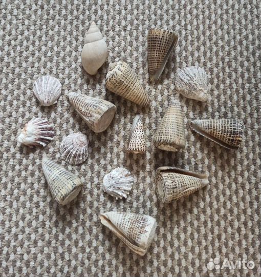 Морские ракушки. Лот 6