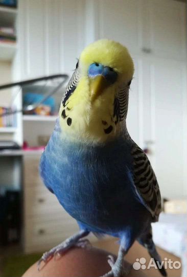 Волнистый попугай ручной