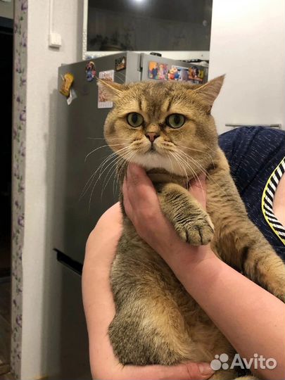 Шотландская кошечка
