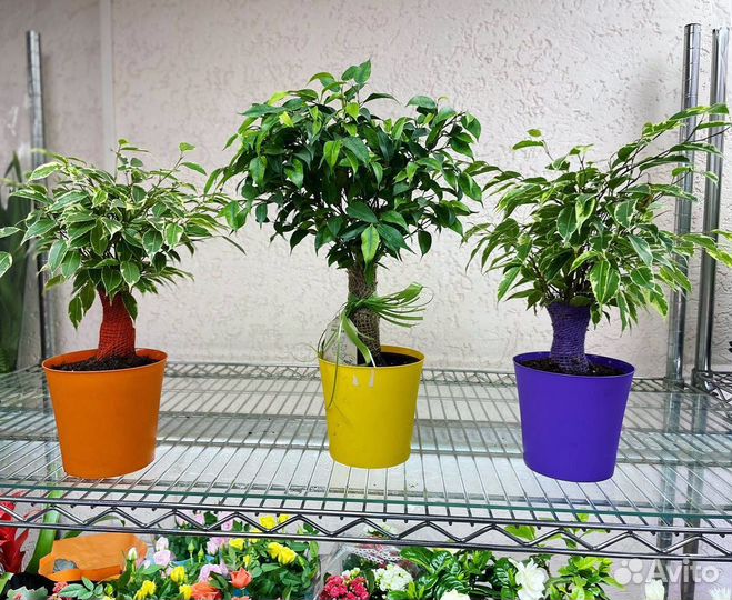 Фикус косичка маленькие и большие