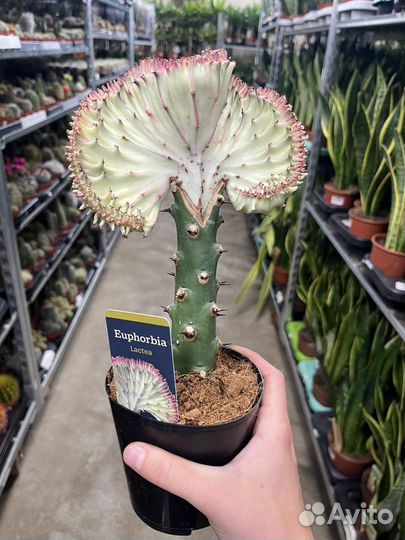 Эуфорбия Лактея кристата