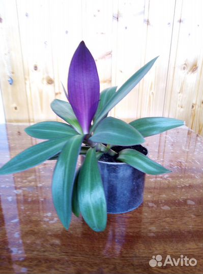 Комнатные растения цветы