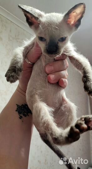 Канадский сфинкс котенок
