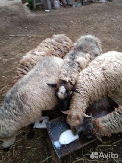 Овцы бараны