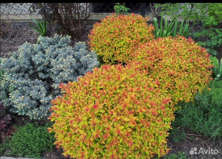 Спирея, Барбарис эректа, живая изгородь, бордюры