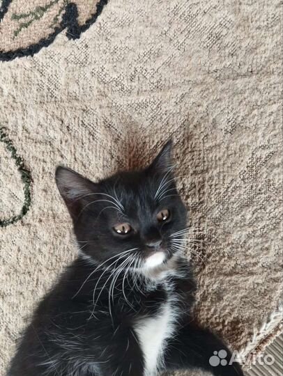 Кошка