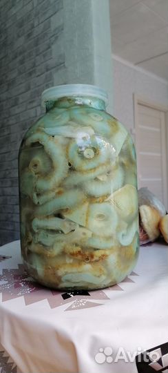 Грибы грузди соленые сбор 2023