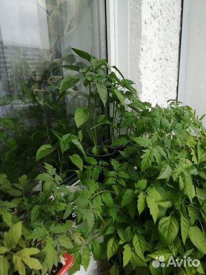 Рассада помидор, болгарского и острого перца