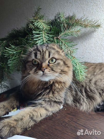 Кот на вязку