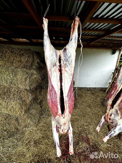 Мясо баранина
