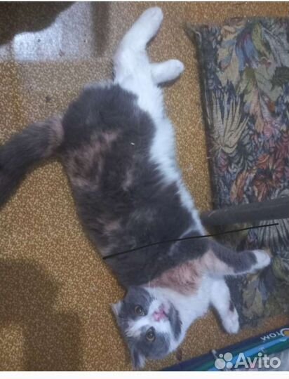 Кошка в дар