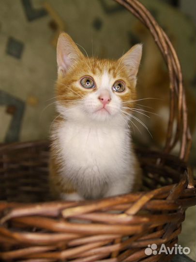 Смешные котята рыжики мальчик и девочка в дар