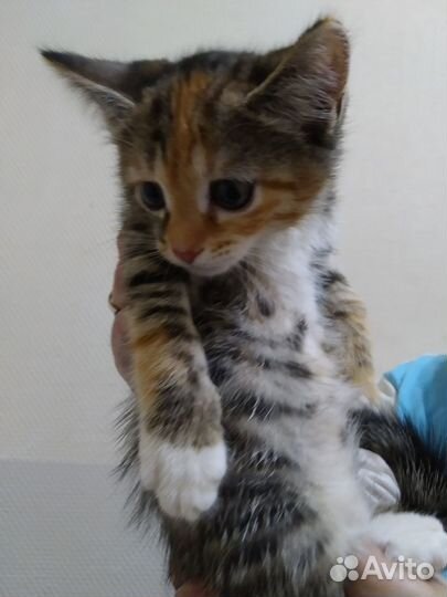 Амели - маленькая полосатая девочка 1,5мес в дар