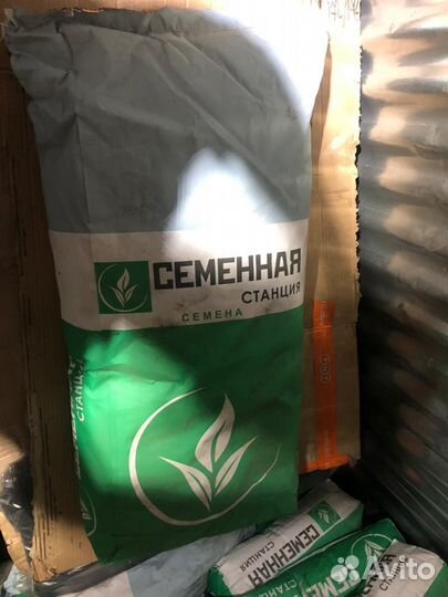 Семена газонной травы 