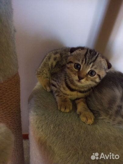 Шотландские вислоухие котята