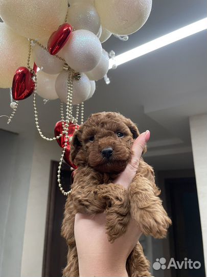 Мальтипу мини рэд браун