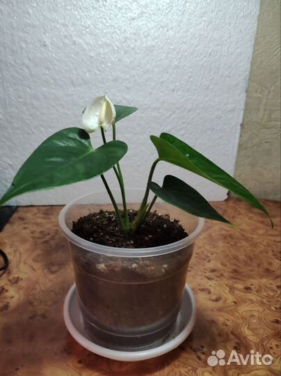 Антуриум белый