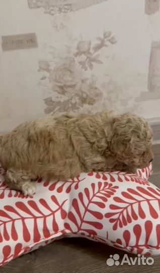 Мальчик Пушон (Бишпу)