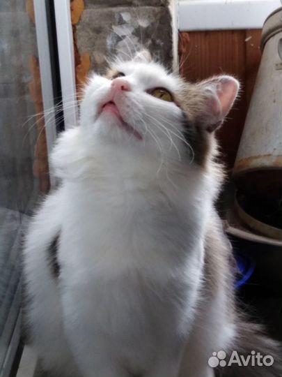 Спокойная и ласковая Машуля ищет дом