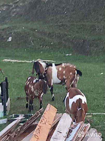 Нубийский козел 100