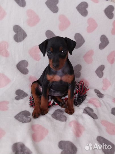 Щенки цвергпинчера мини