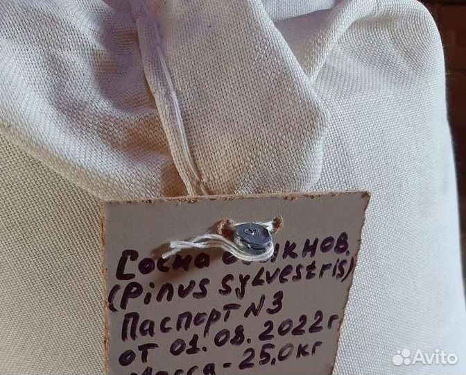 Семена / Ель обыкновенная