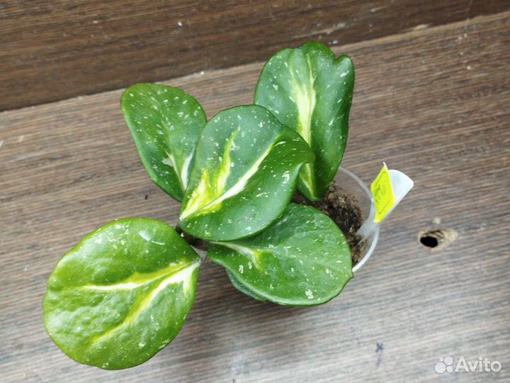 Хойи черенки 1