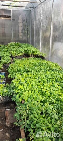 Рассада помидоров томатов, перца и баклажан