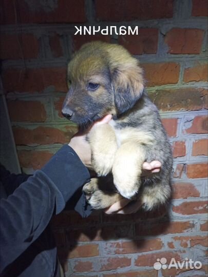 Щенок в добрые руки