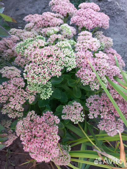 Очиток Королевский