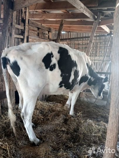 Корова дойная